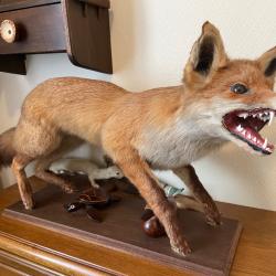 Renard roux naturalis&eacute;