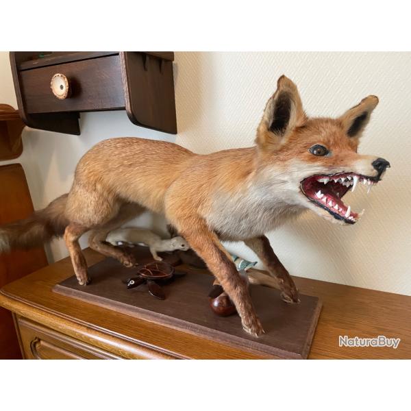 Renard roux naturalis�