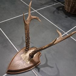 Troph&eacute;e de chevreuil de Sib&eacute;rie sur &eacute;cusson ; Capreolus pygargus #L1712(2)