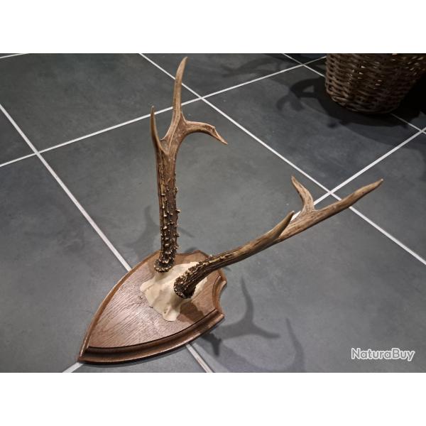 Troph�e de chevreuil de Sib�rie sur �cusson ; Capreolus pygargus #L1712(2)