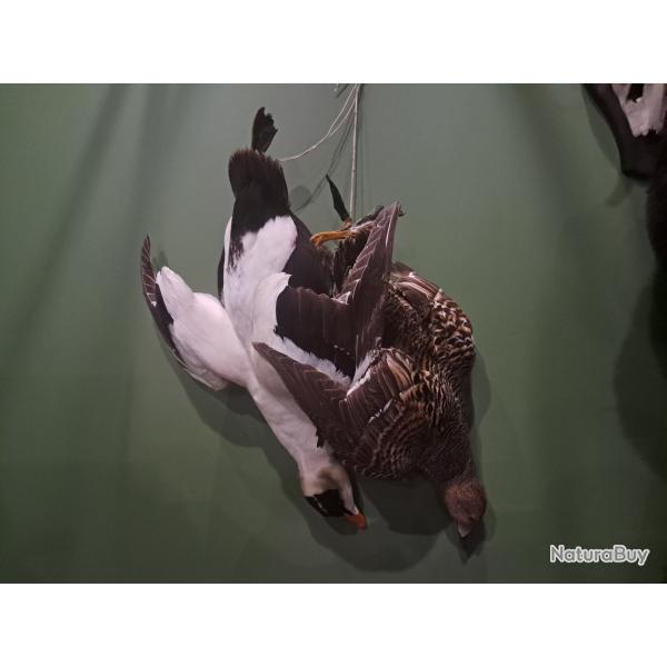 Taxidermie nature morte d'Eider � duvet (Somateria mollissima)