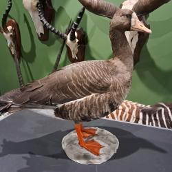 Taxidermie d' Oie Oie rieuse (Anser albifrons)