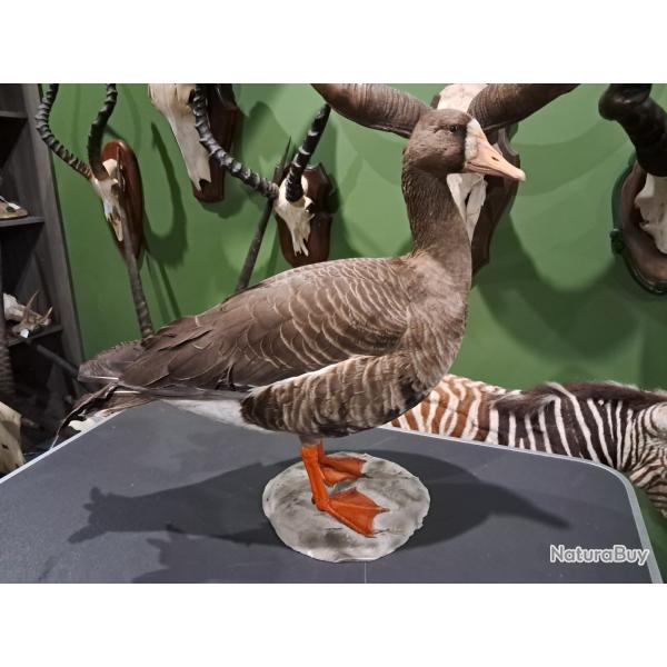 Taxidermie d' Oie Oie rieuse (Anser albifrons)