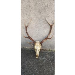 Troph&eacute;e Cerf 12 cors