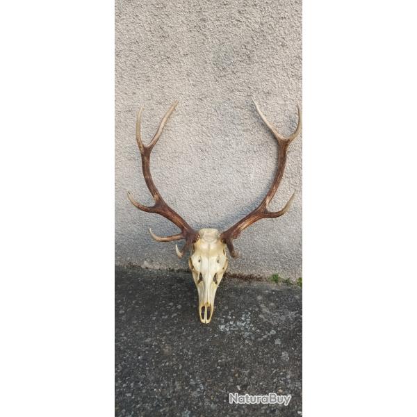 Troph�e Cerf 12 cors