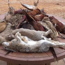 Chasse au petit gibier dans le 66.