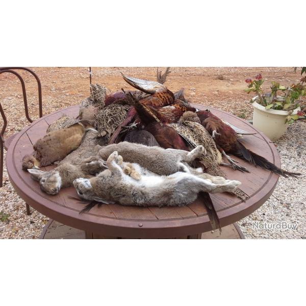 Chasse au petit gibier dans le 66.