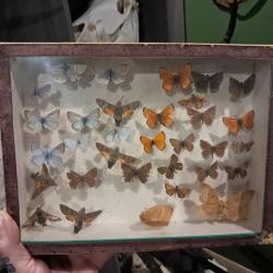 Bo&icirc;te d'entomologie papillons