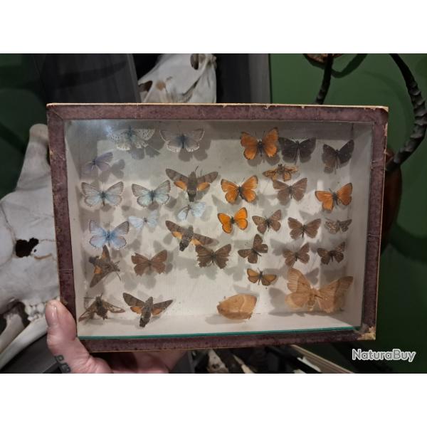 Bo�te d'entomologie papillons