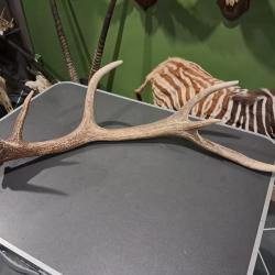 Bois de cerf &eacute;laphe 6 cors ; Cervus elaphus #L1712