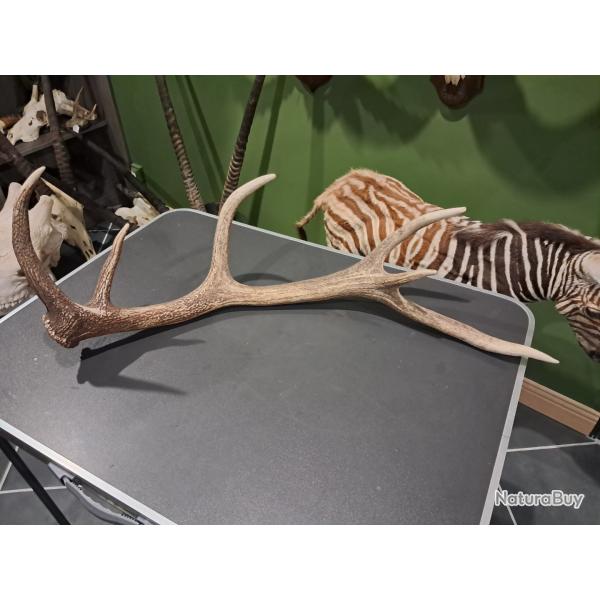 Bois de cerf �laphe 6 cors ; Cervus elaphus #L1712