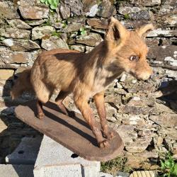 Taxidermie de renard roux Europ&eacute;en