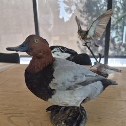 Canard fuligule milouin