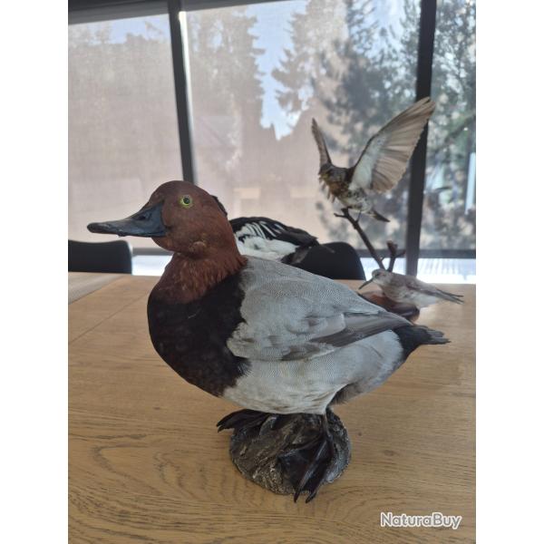 Canard fuligule milouin