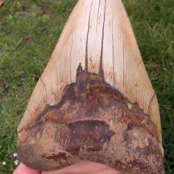 Enorme dent de M&eacute;galodon - authentique fossile - 14.8 cm