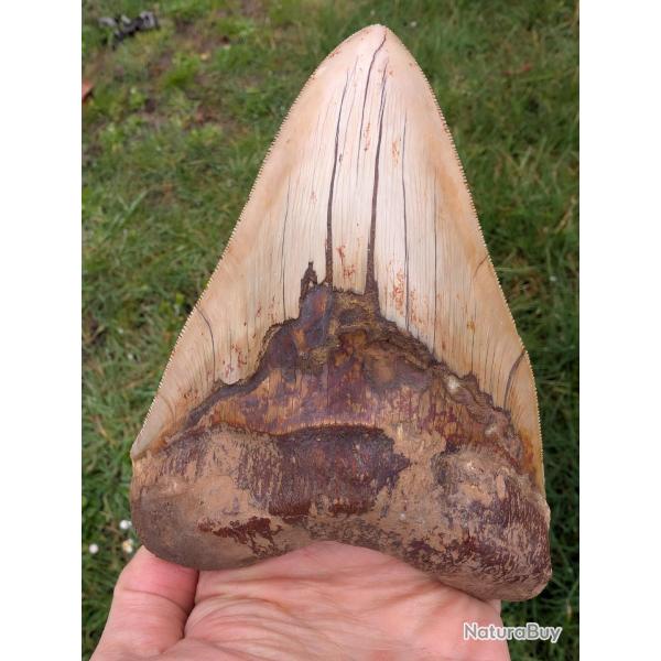 Enorme dent de M�galodon - authentique fossile - 14.8 cm