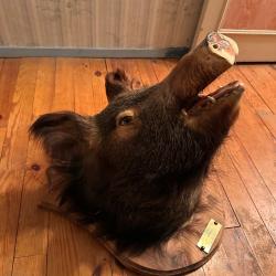 Vends t&ecirc;te de sanglier sur support bois