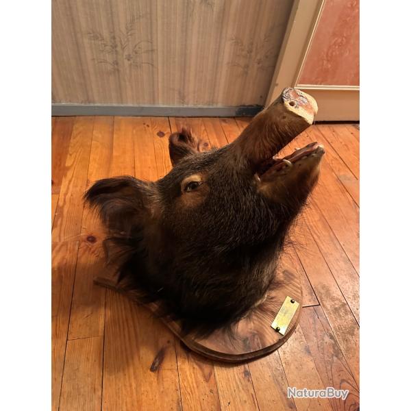 Vends t�te de sanglier sur support bois