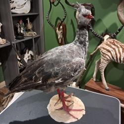 Taxidermie de Kamichi &agrave; collier ou Chauna (Chauna torquata)