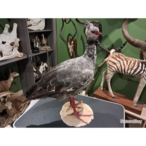 Taxidermie de Kamichi � collier ou Chauna (Chauna torquata)