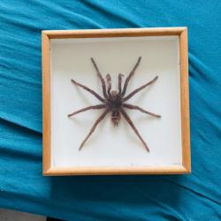 Mygale male du perou empaill&eacute;