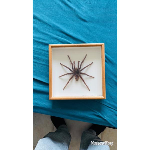 Mygale male du perou empaill�