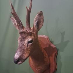 Taxidermie de chevreuil t&ecirc;te bizarde ; Capreolus capreolus