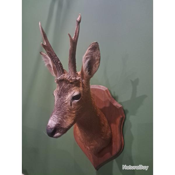 Taxidermie de chevreuil t�te bizarde ; Capreolus capreolus