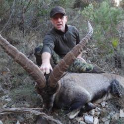 Bouquetin espagnol beceite