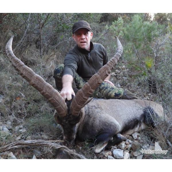 Bouquetin espagnol beceite