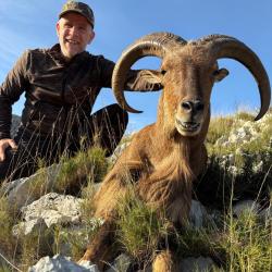Mouflon de barbary ou &agrave; manchette
