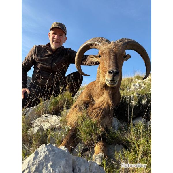Mouflon de barbary ou � manchette
