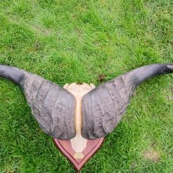 Tr&egrave;s gros massacre de buffle caffer