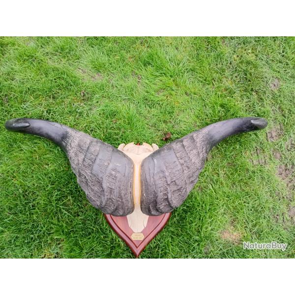 Tr�s gros massacre de buffle caffer