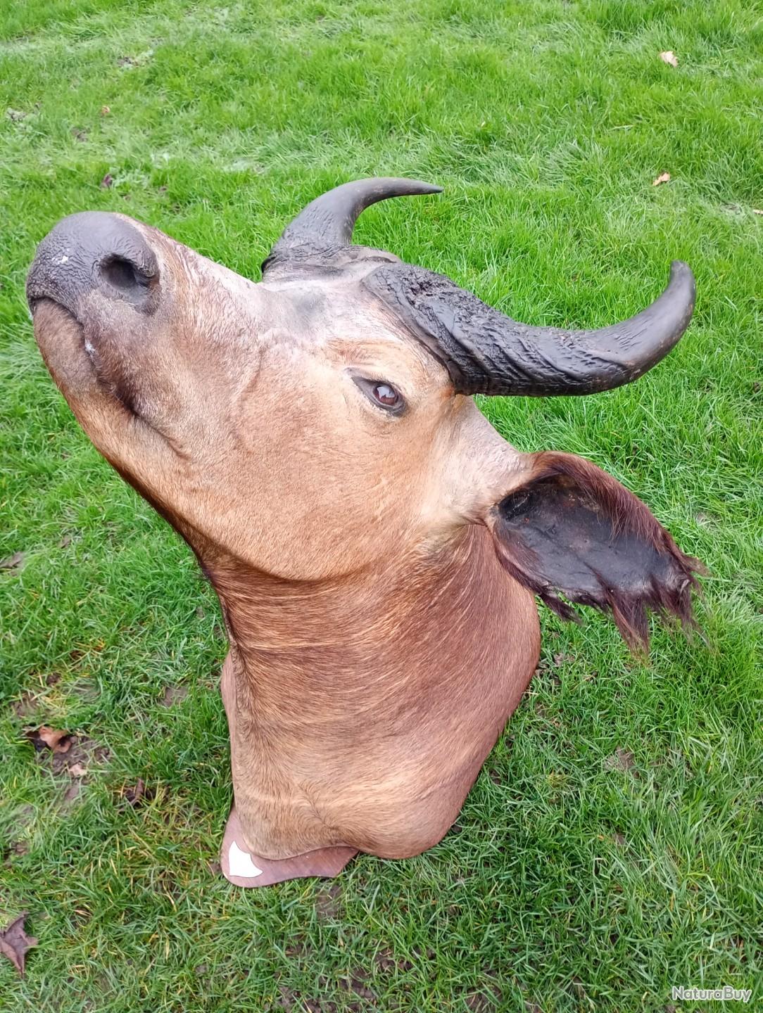 Très belle tête de buffle en cape - Trophées africains (14348258