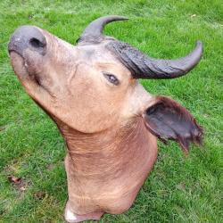 Tr&egrave;s belle t&ecirc;te de buffle en cape