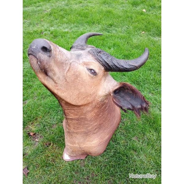 Tr�s belle t�te de buffle en cape