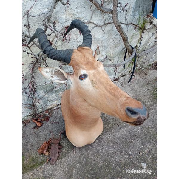 T�te de bubale roux en cape