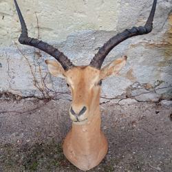 T&ecirc;te d'antilope d'Afrique Impala en cape