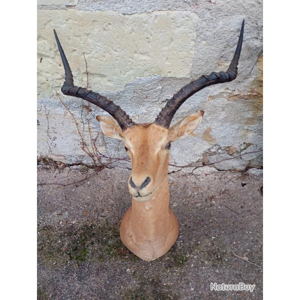 T�te d'antilope d'Afrique Impala en cape