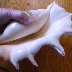 SUPERBE COQUILLE EXOTIQUE SUR PIED - POUR COLLECTION PIECES DIVERSES A EXPOSER + BELLE DECO MAISON