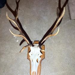 Lot de 4 troph&eacute;es de cerf &eacute;laphe - Grand gibier europ&eacute;en - Vente possible &agrave; l'unit&eacute;