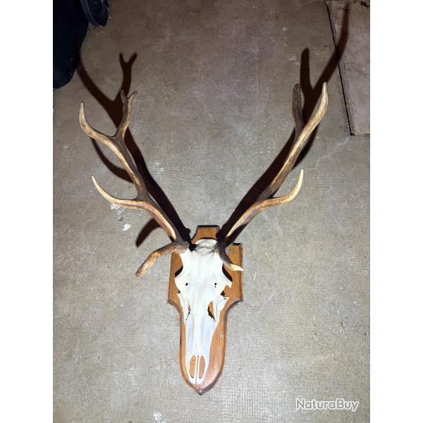 Lot de 4 troph�es de cerf �laphe - Grand gibier europ�en - Vente possible � l'unit�