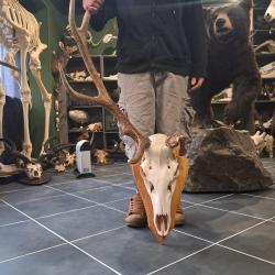 Troph&eacute;e de cerf &eacute;laphe t&ecirc;te bizarde #2411