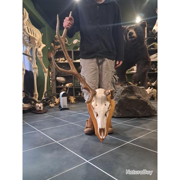 Troph�e de cerf �laphe t�te bizarde #2411