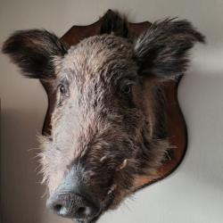 Troph&eacute;e de chasse sanglier