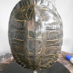 carapace de tortue de floride (invasive)