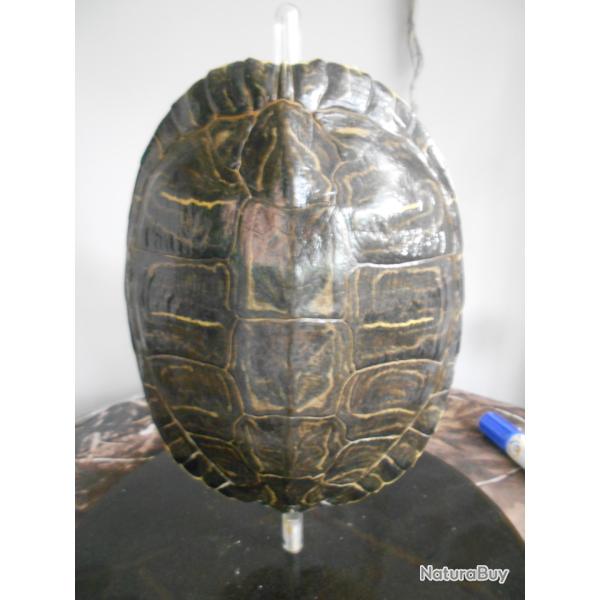 carapace de tortue de floride (invasive)