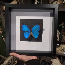 Papillon Morpho didius  sous cadre vitrine #5