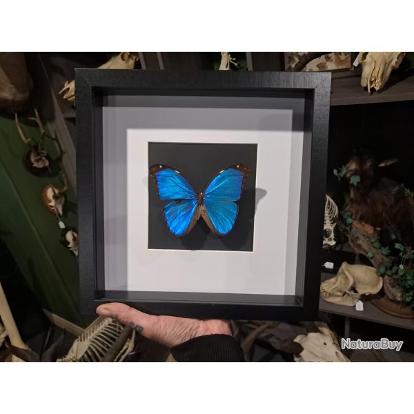 Papillon Morpho didius  sous cadre vitrine #5